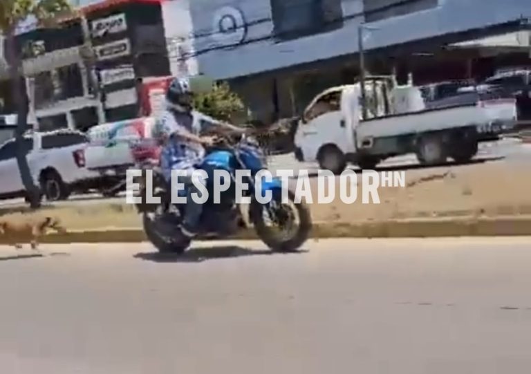 perroamarradosps